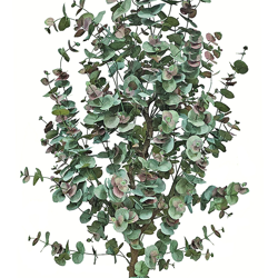 Eucalyptus 'Sweet Gum' 1.8m - artificial plants, flowers & trees - image 2